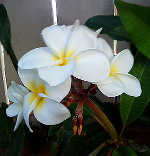 (image for) Daisy Wilcox Plumeria Rubra 6 Seeds - Click Image to Close